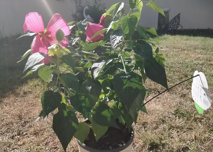 Les Hunaudieres 4 - 4 Lits Doubles Teloché